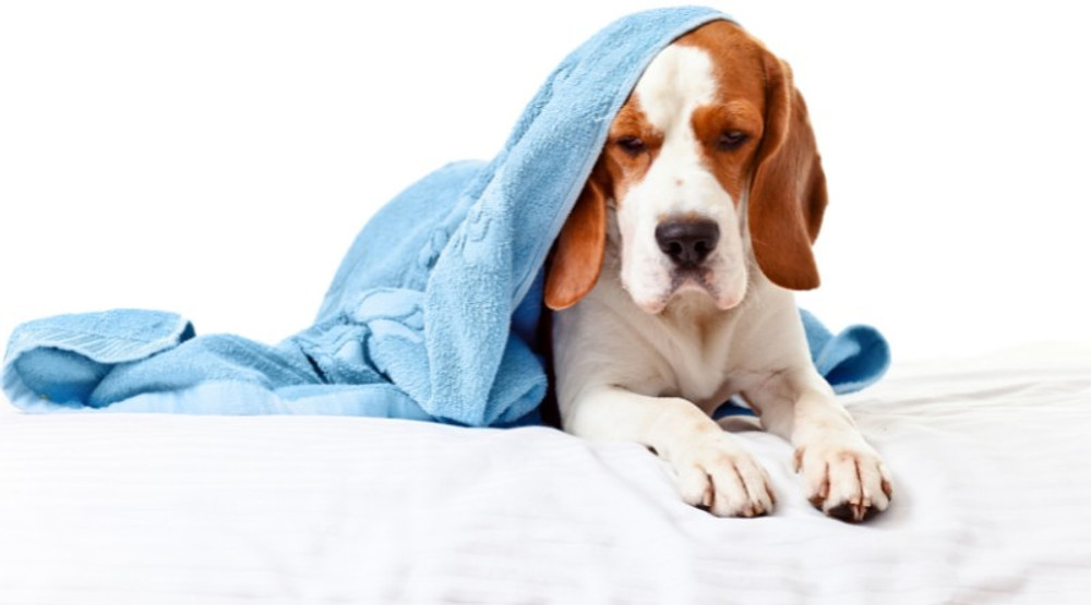 ​Yeast Infections In Dogs