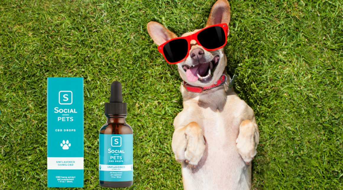 ​Natural Pain Relief For Dogs - CBD