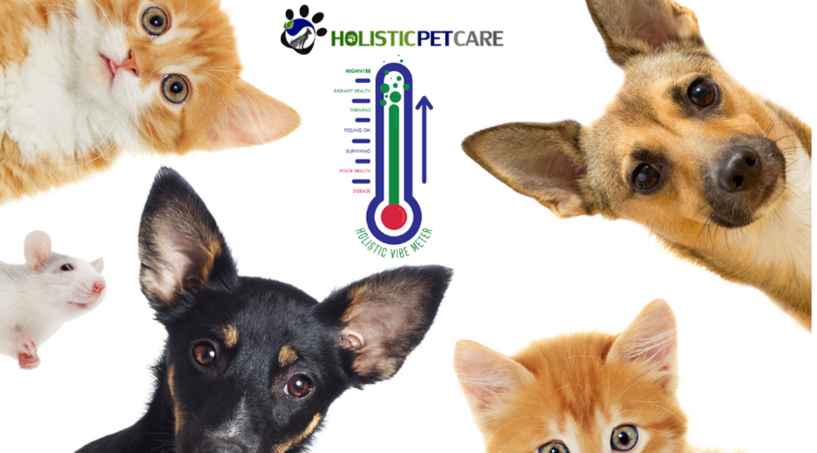 Pets For Higher Vibrational Living