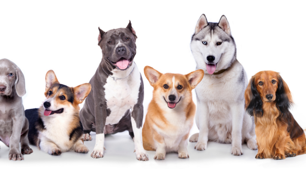 ​Spaying & Neutering For Dogs: Holistic Perspective