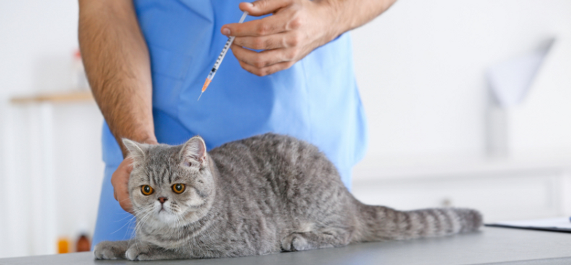 Are you Satisfied with Conventional Veterinarian Care?	