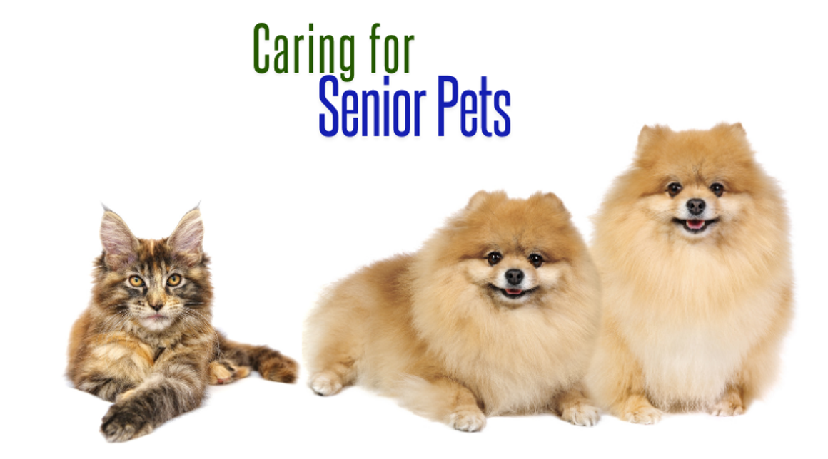  Enhancing Longevity in Senior Pets: A Holistic Approach 