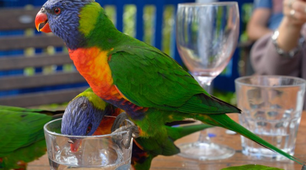 Colloidal Silver For Birds - Holistic Pet Care