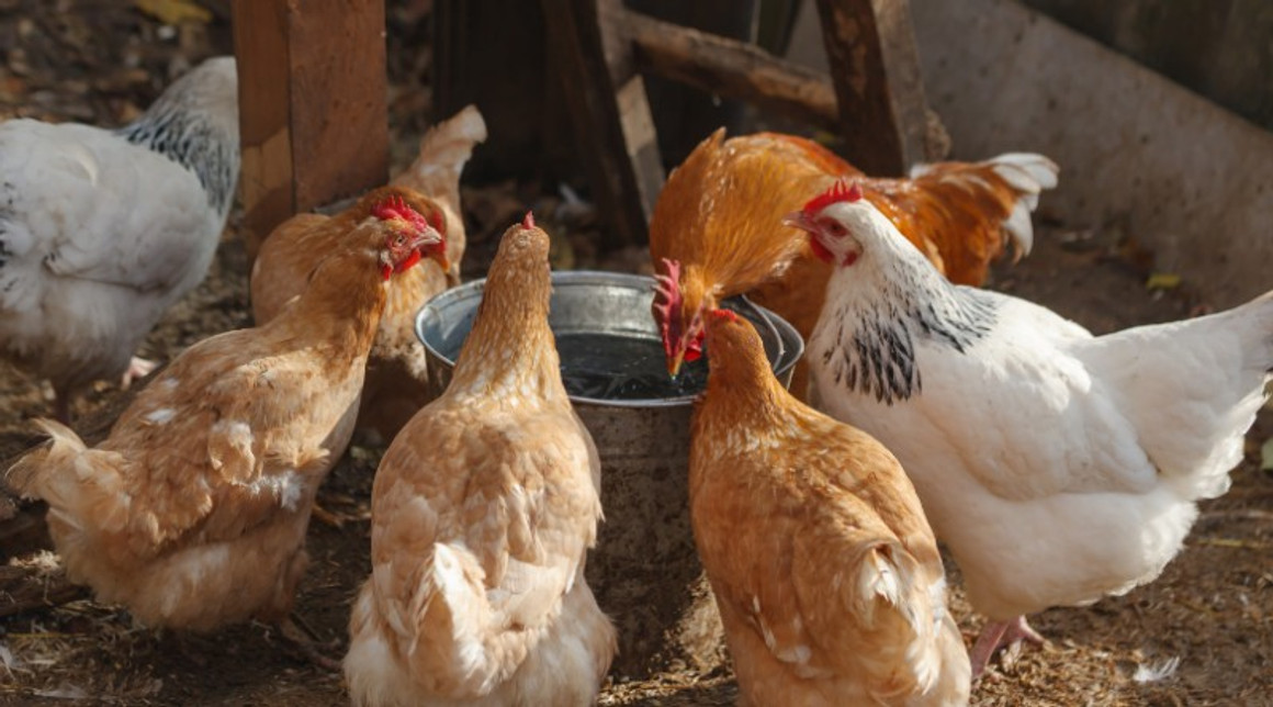 ​Colloidal Silver For Chickens