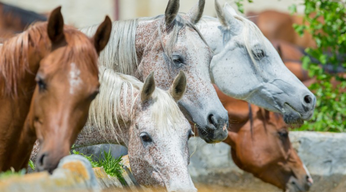 Colloidal Silver For Horses