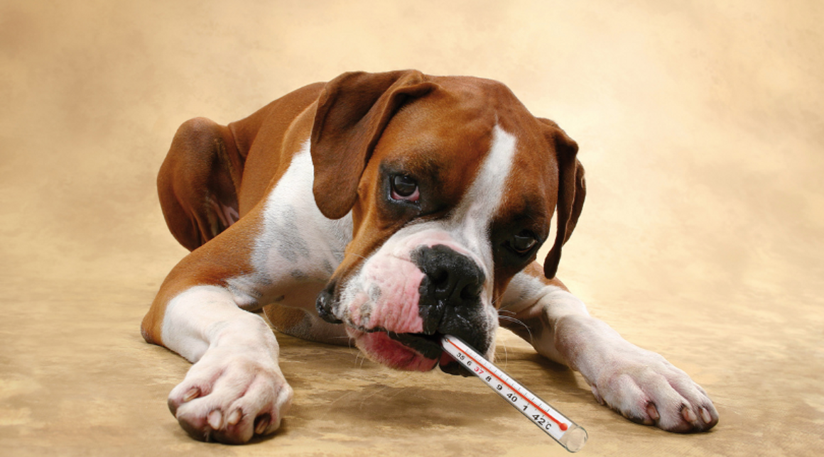 colloidal silver for puppies with parvo
