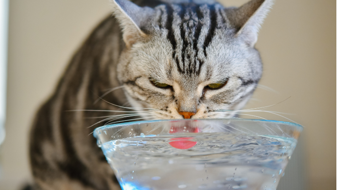 5 Proven Benefits of Colloidal Silver for Cats