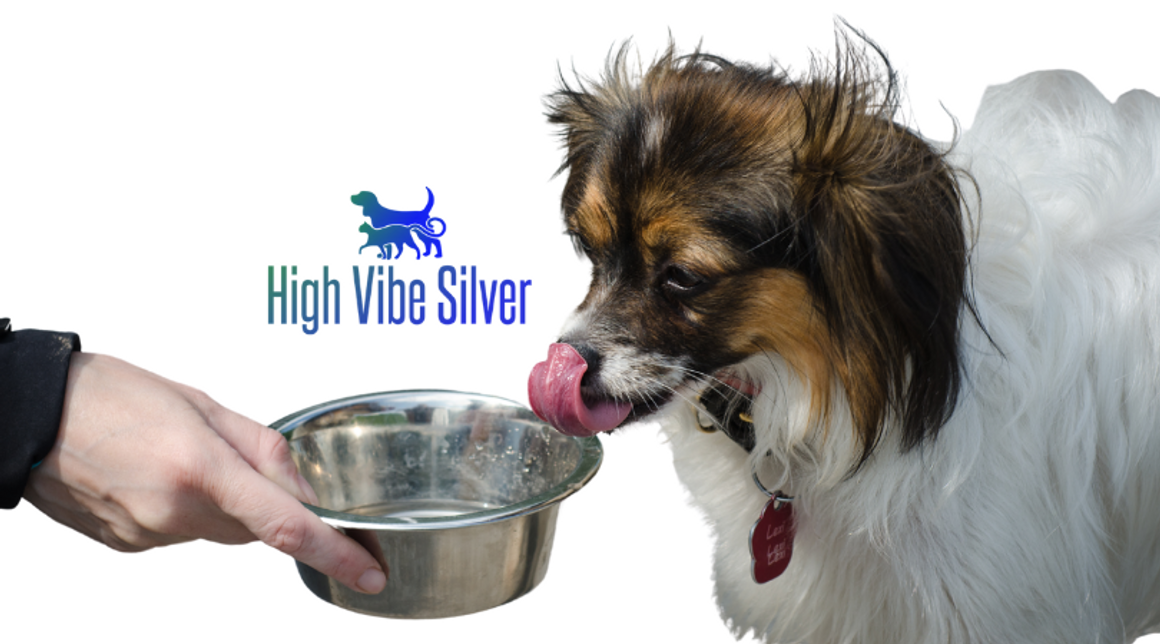 Colloidal Silver For Dogs Holistic Pet Care