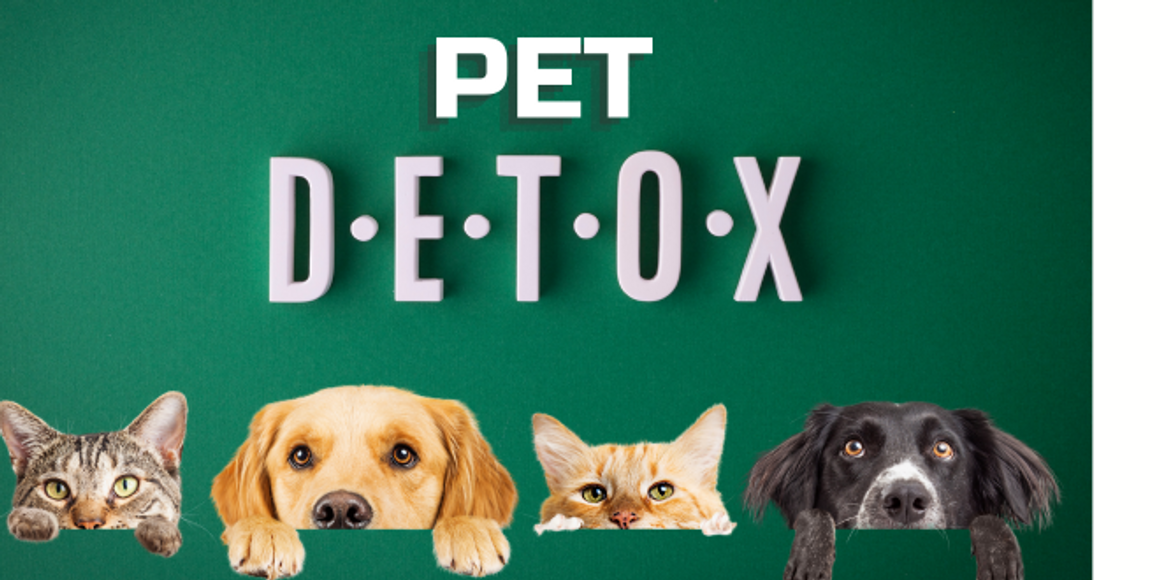  Detox for Pets: How It Works and Why You Should Do It