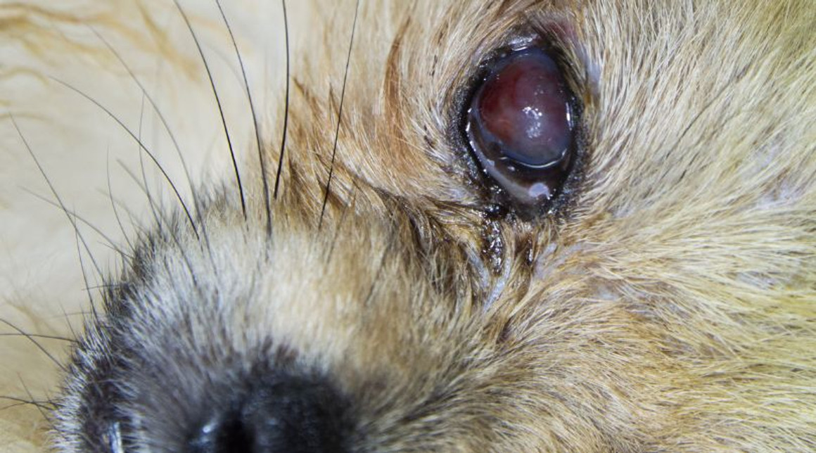 Natural Treatments for Eye Ulcers in Pets