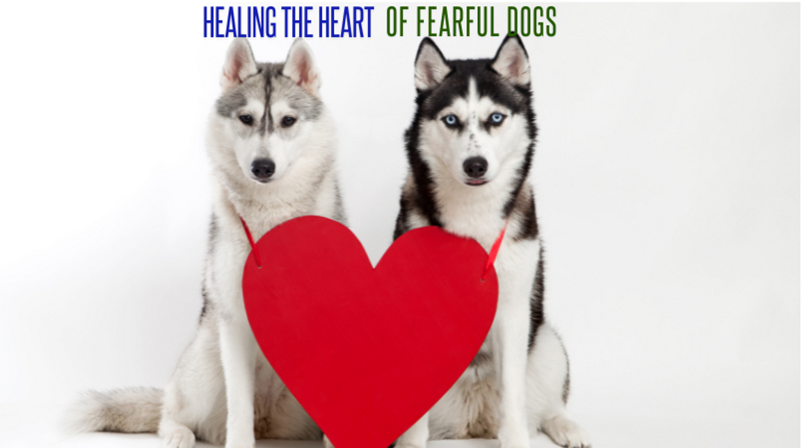 Supporting Insecure, Traumatized, or Abused Dogs Holistically