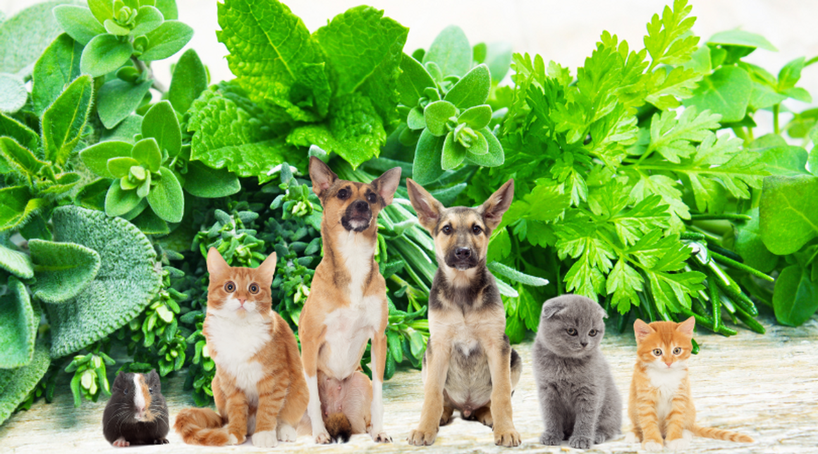 Nature's Pharmacy:  Herbs For Pets