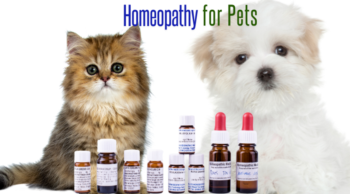 A Gentle Approach to Healing-Homeopathy for Pets