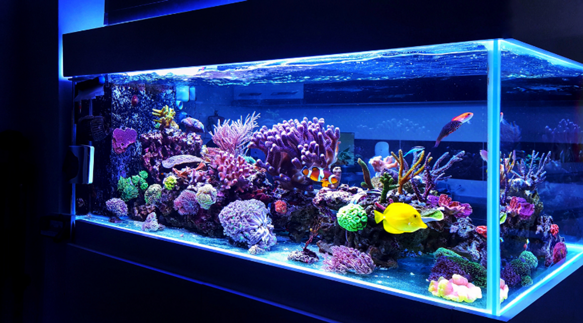 How Colloidal Silver Works in a Fish Tank