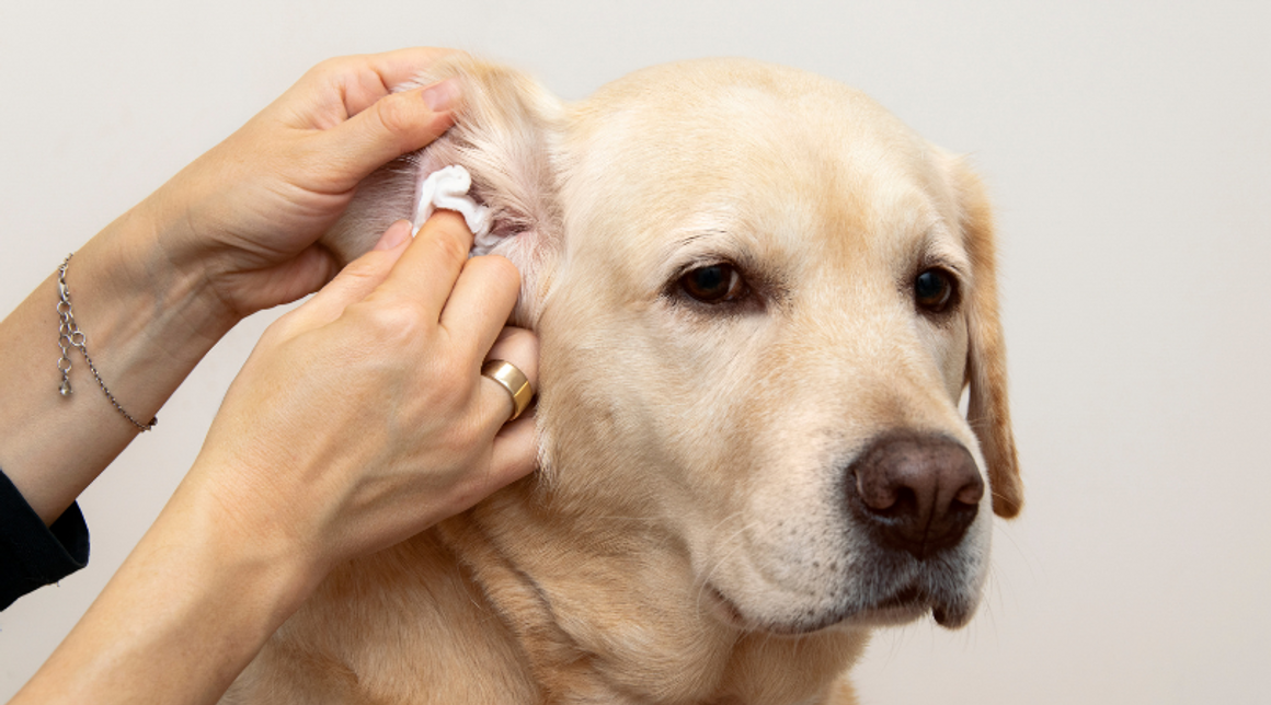 ​Harness the Healing Power of Colloidal Silver for Your Dog's Ear Infection