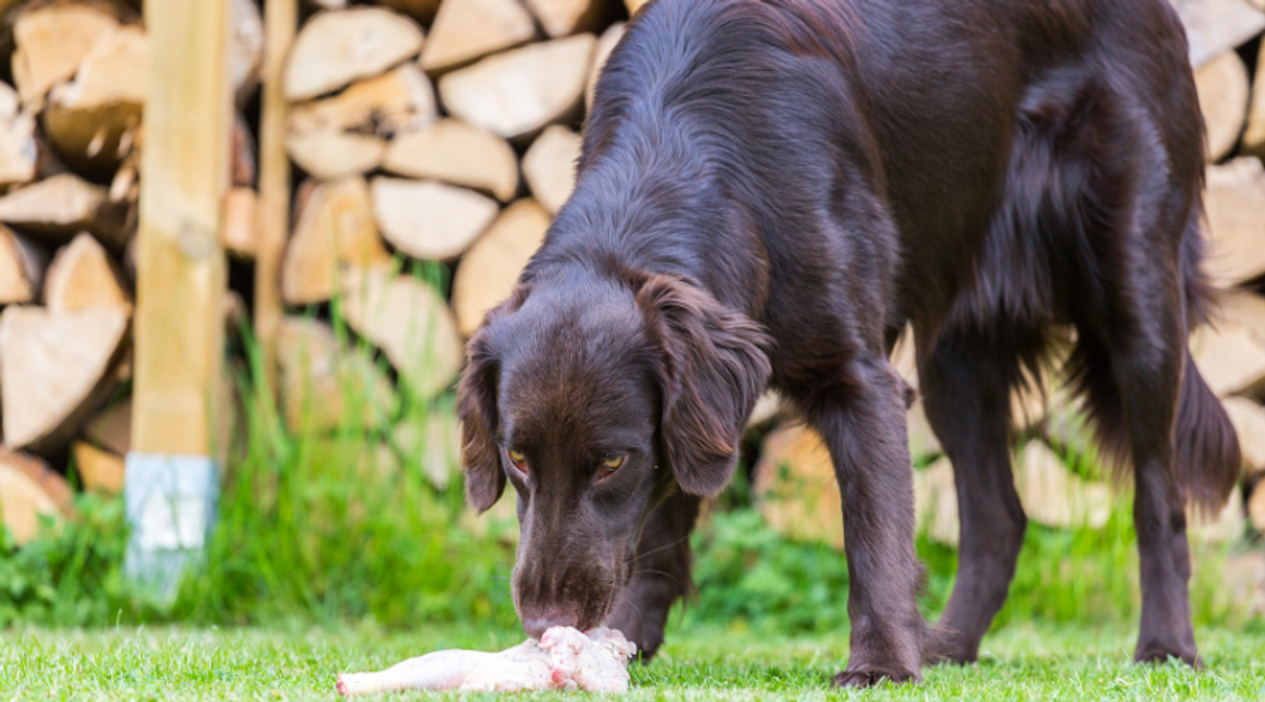 is raw feeding safe for dogs