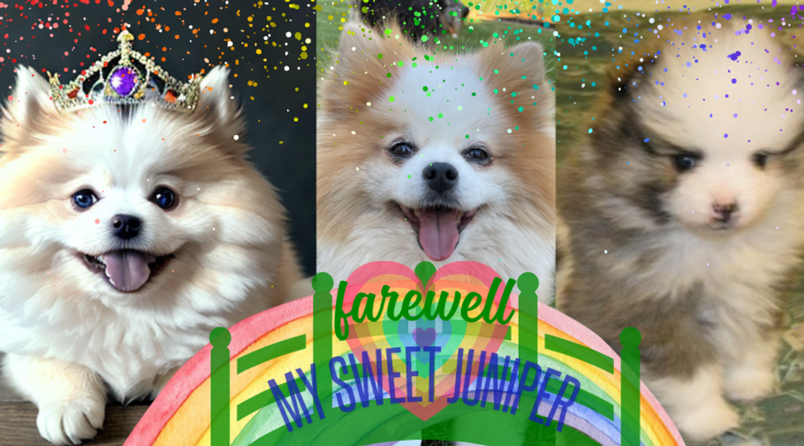 Honoring Juniper: The Heart Behind Holistic Pet Care