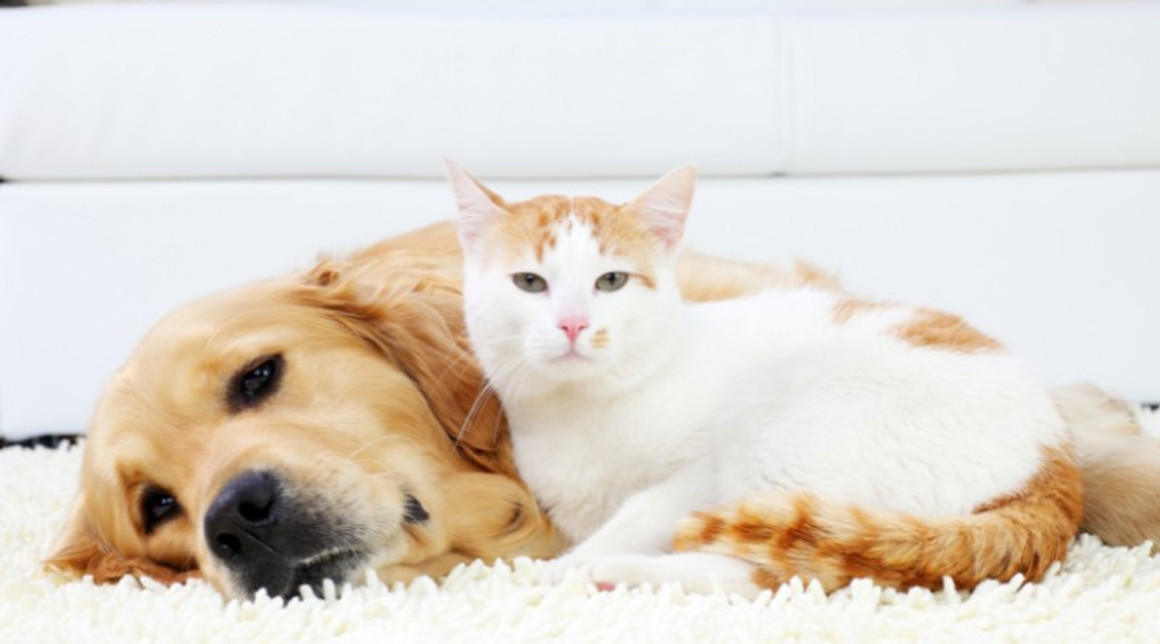  Holistic Approach to Kidney and/or Bladder Stones In Dogs and Cats