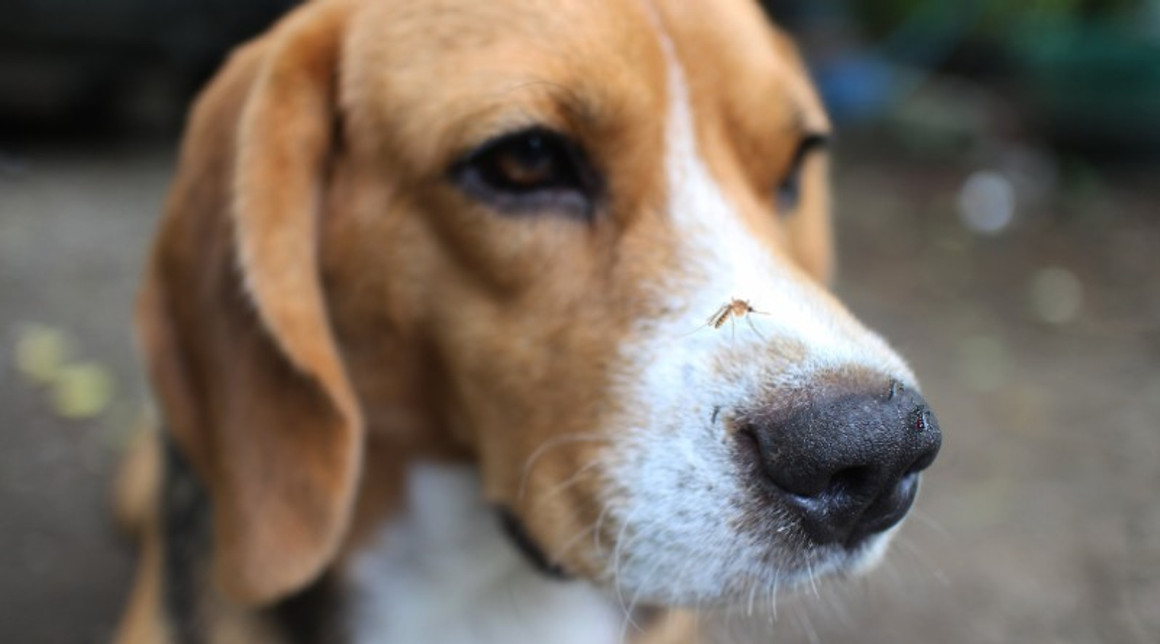 how do you prevent heartworms in dogs naturally