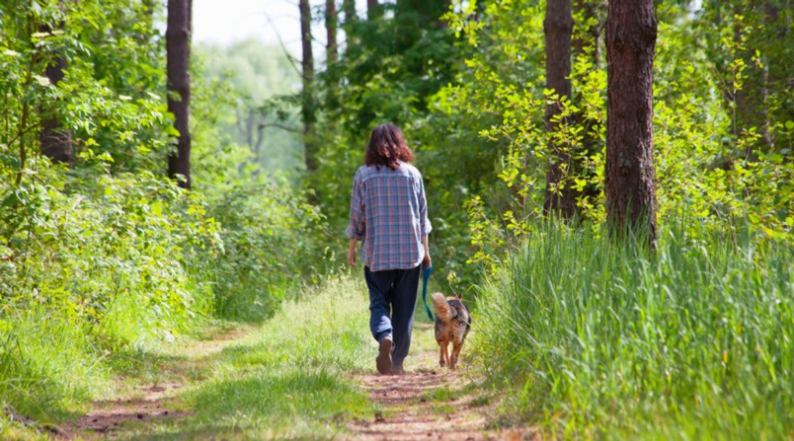 Natural Tick Prevention For Dogs