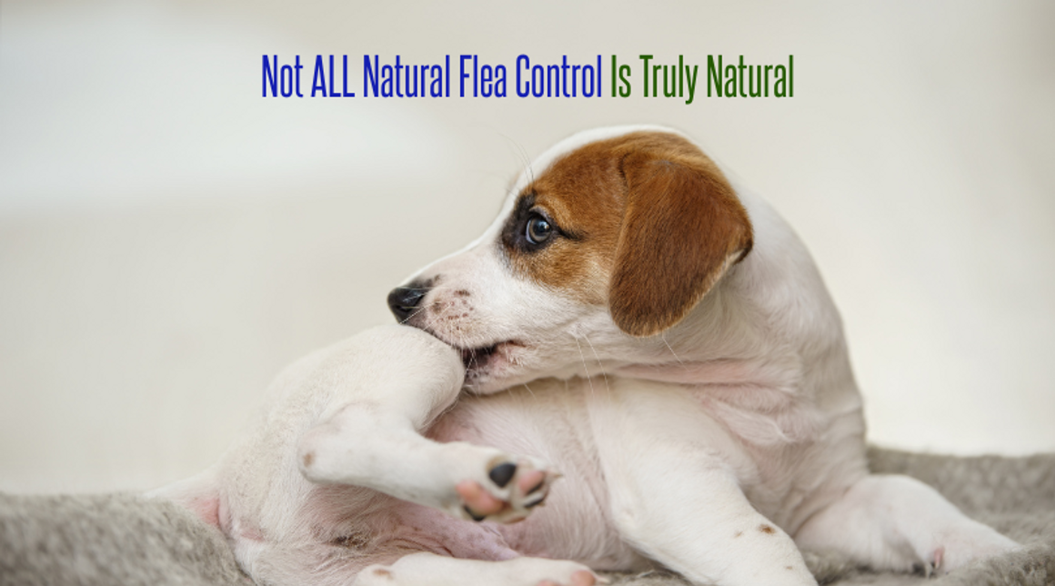 Not So Natural-The Truth About “Natural” Flea Control