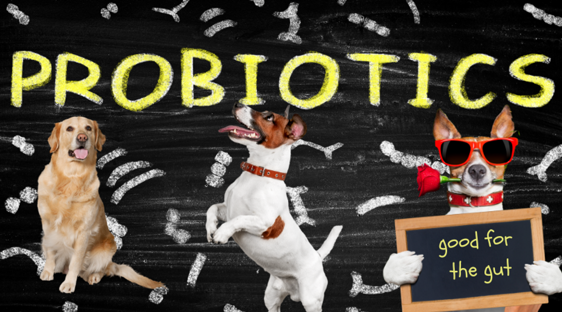 Probiotics for Dogs	