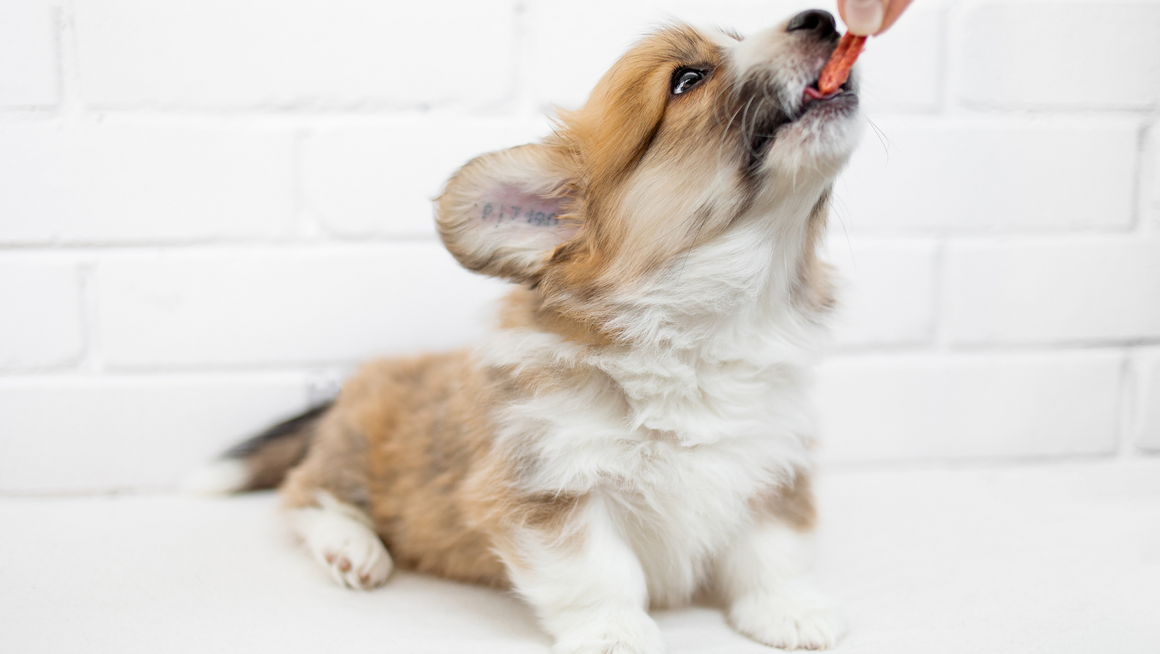 The Essentials of Raw Feeding for Puppies
