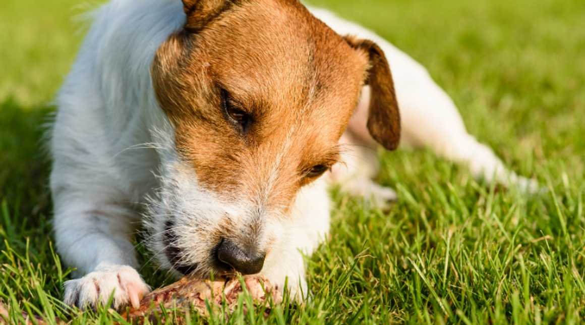 The Benefits of Raw Feeding your Dog