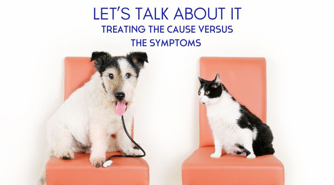 Treating the Cause Versus the Symptoms In Natural Pet Care