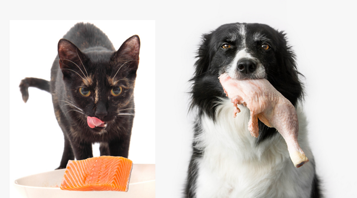 Why are Dogs and Cats Meant to be Carnivores?