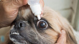 ​About Colloidal Silver and DMSO For Eye Issues in Pets