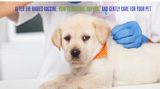 After the Rabies Vaccine: How to Observe, Support and Gently Care for Your Dog