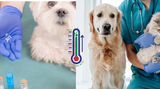 When Natural Needs Support-Blending Holistic and Conventional Care for Pets When Natural Needs Support-Blending Holistic and Conventional Care for Pets