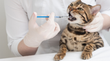 Colloidal Silver For Cats UTI Colloidal Silver For Cats UTI
