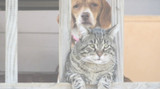 Caring for Senior Dogs and Cats, Holistically