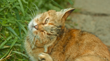 Natural Flea Treatments for Cats: A Comprehensive Guide