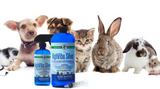 Long Term Use Of Colloidal Silver for Pets Long Term Use Of Colloidal Silver for Pets