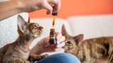 Are CBD Treatments Good for Pets? A Holistic View