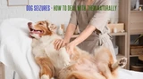 Seizures in Dogs - How to Deal with them Naturally