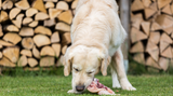 Beginner Guidelines for Feeding a Raw Diet to Your Dog Beginner Guidelines for Feeding a Raw Diet to Your Dog