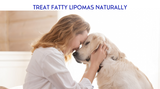 Treating Lipomas in Dogs Naturally Treating Lipomas in Dogs Naturally
