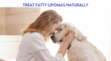 ​Treating Lipomas in Dogs Naturally