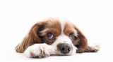 ​Natural and Holistic Methods  to Treating UTIs in Dogs
