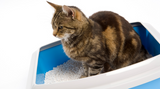 Feline Lower Urinary Tract Disease	