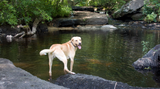 Is Heartworm Prevention Harming our Dogs? Is Heartworm Prevention Harming our Dogs?