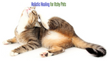 Holistic Healing for Itchy Pets