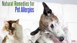 Natural Remedies for Pet Allergies
