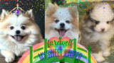 Honoring Juniper: The Heart Behind Holistic Pet Care
