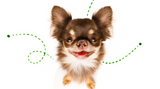 Holistic Flea Control Holistic Flea Control