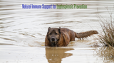 Natural Immune Support for Leptospirosis Prevention Natural Immune Support for Leptospirosis Prevention